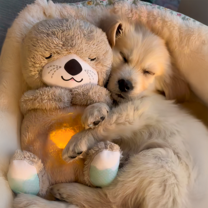 Breathing Teddy Plush Toys - Image 9